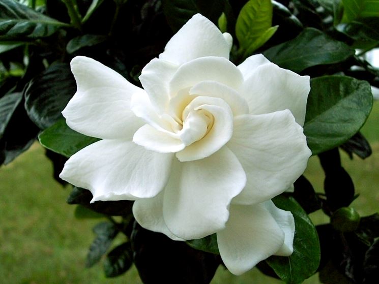 Gardenia grandiflora