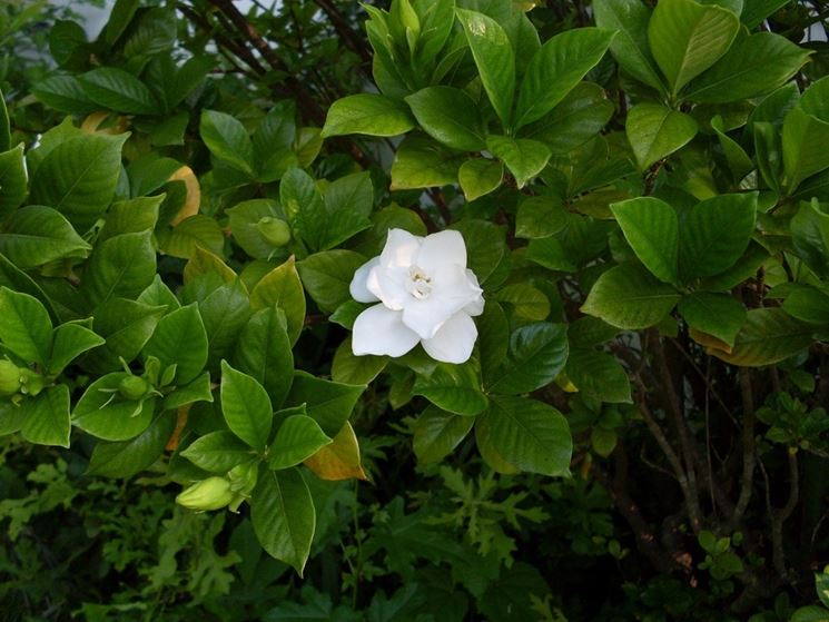 Gardenia  