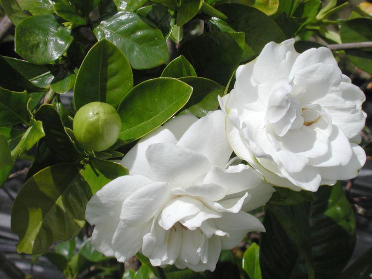 piante di gardenia