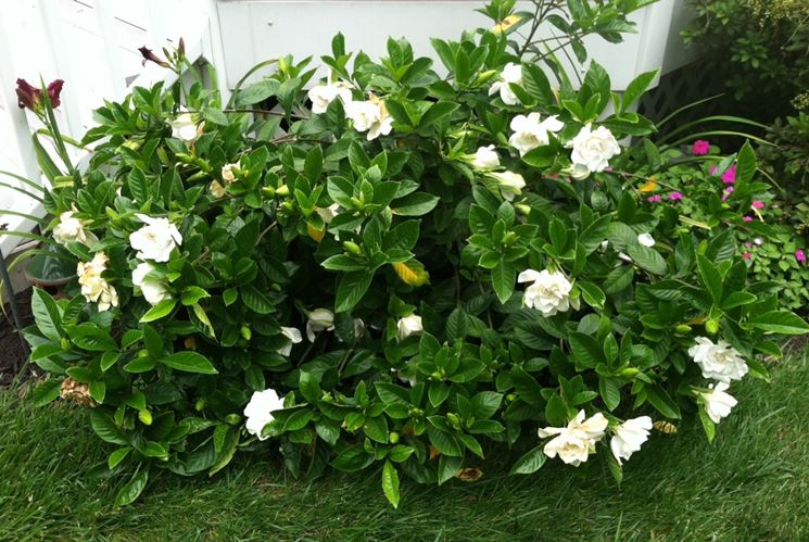 Gardenia pianta da interno o esterno