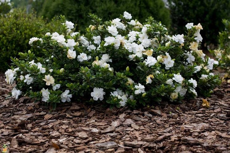 gardenia piena terra