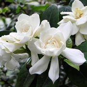 gardenia fiore