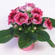 gloxinia