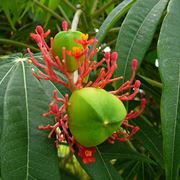 jatropha