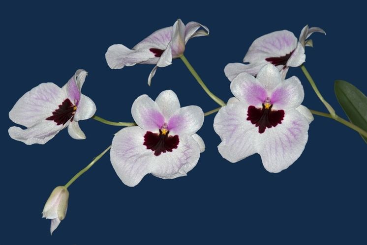 Miltoniopsis