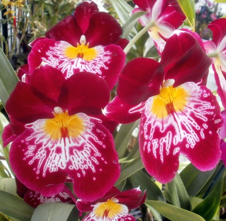 Miltoniopsis fiore