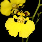 Oncidium