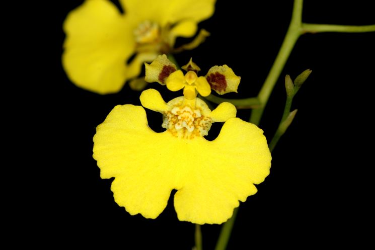 oncidium_NG1