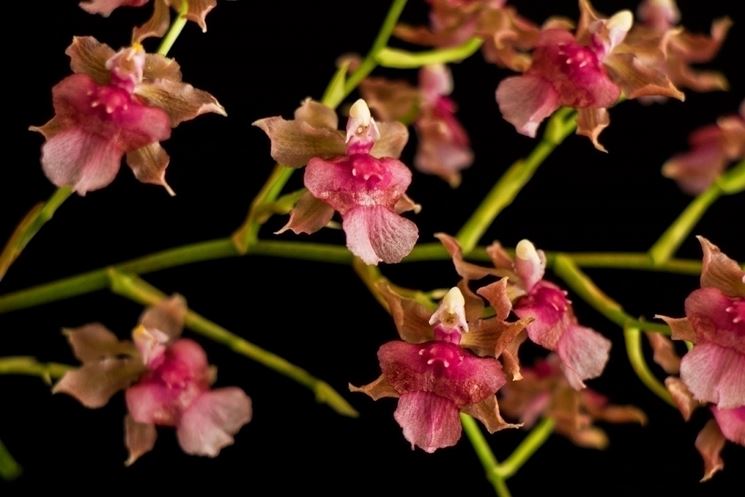 Oncidium cheirophorum