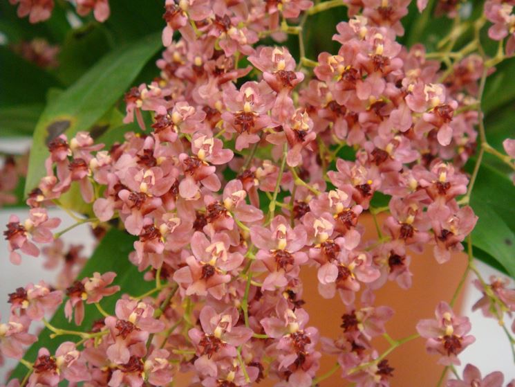 Fiore Oncidium