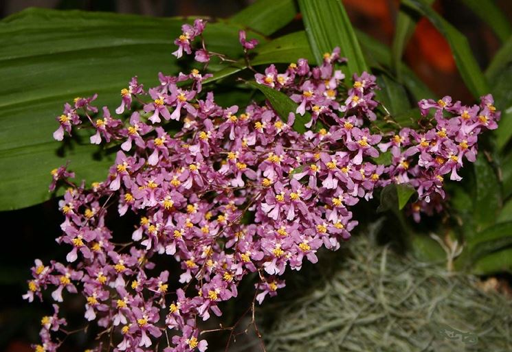 Oncidium ornithorhynchum