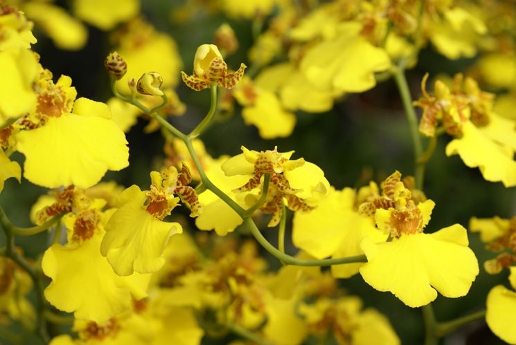 fiori di oncidium