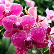 orchidee