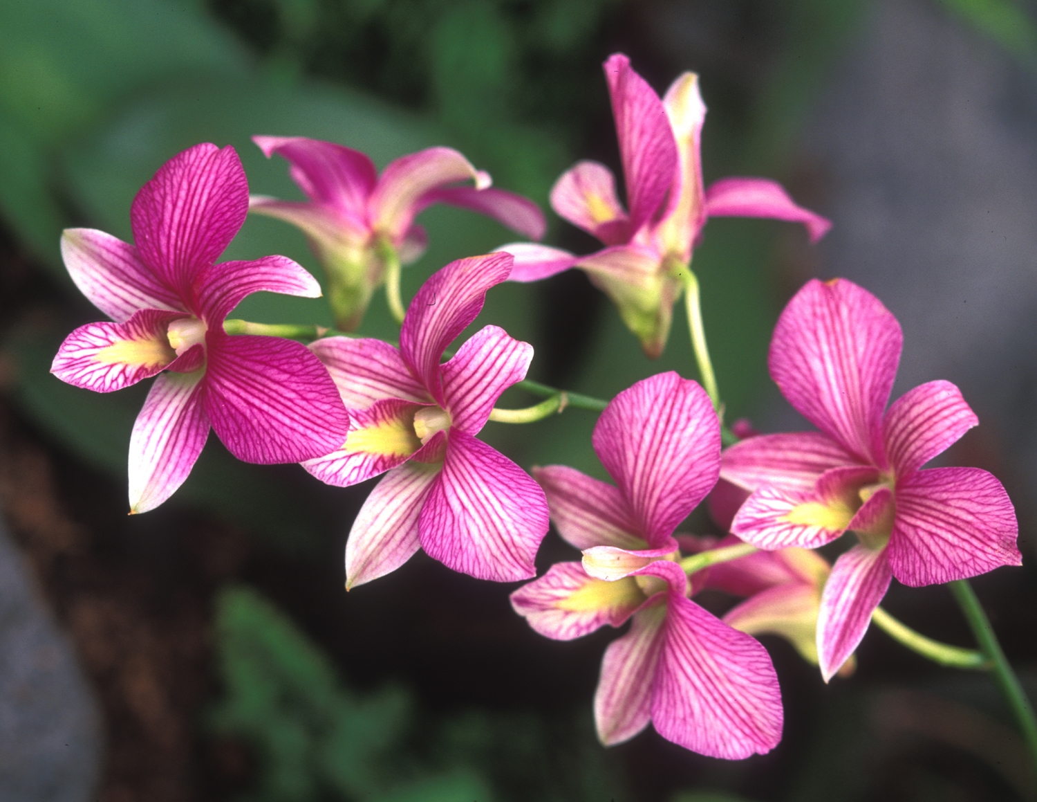 Fiori Simili Alle Orchidee
