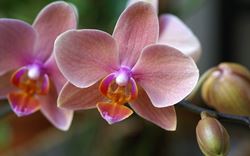 orchidea phalenospis