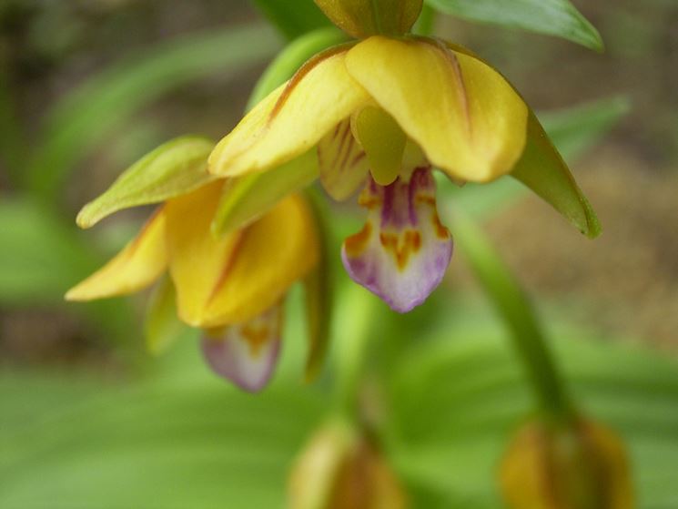 Fiori scarpetta 