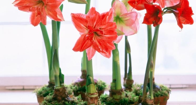 amaryllis