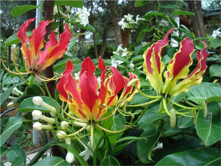 Gloriosa