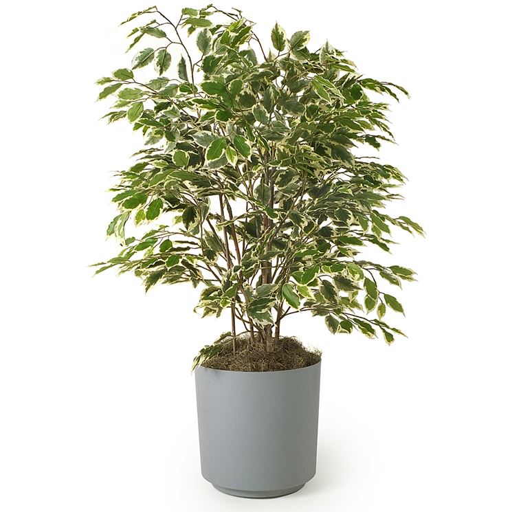 Ficus