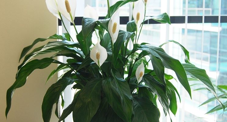 Spatifillo - Spathiphyllum - Spathiphyllum - Piante da interno - Spatifillo  - Spathiphyllum - Appartamento