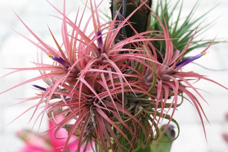 tillandsia