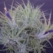 tillandsia