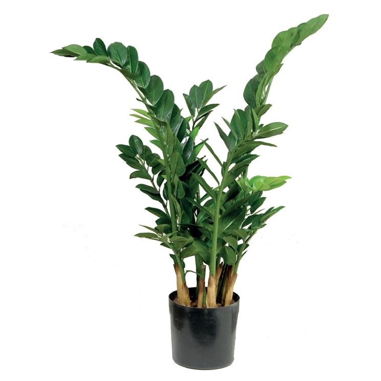 zamioculcas