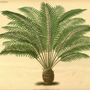 zamia