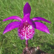 pleione formosana