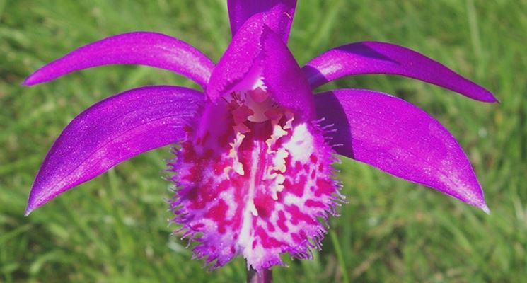 pleione formosana