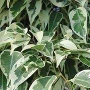 ficus benjamina