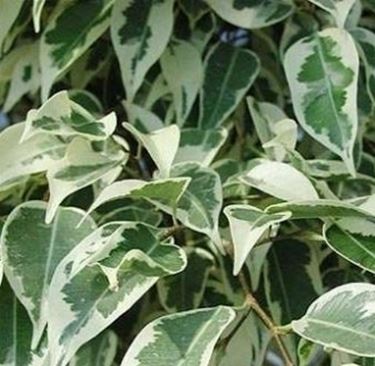 ficus benjamina