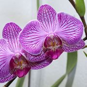 come trapiantare le orchidee