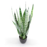 sanseveria