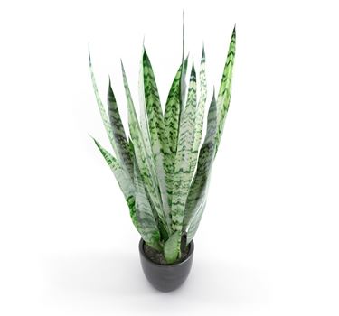 sanseveria