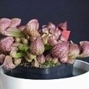 sarracenia