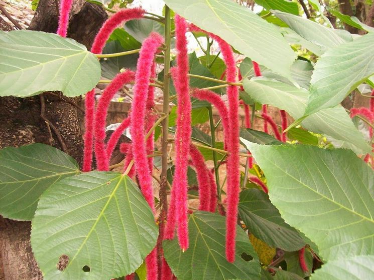 Acalypha reptans