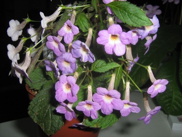 pianta achimenes