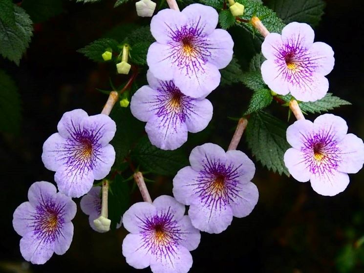 achimenes fiori