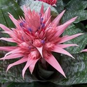 Aechmea primera