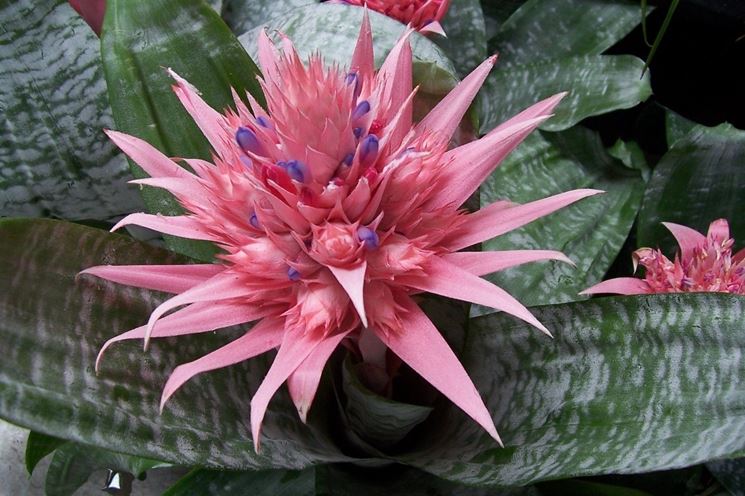 Aechmea primera