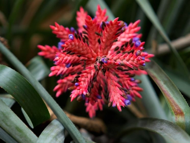 aechmea distichantha