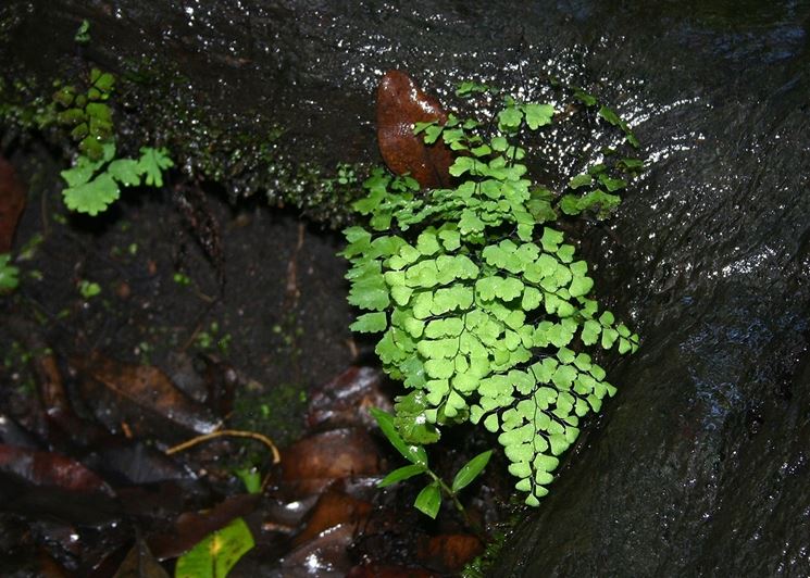 capelvenere pianta