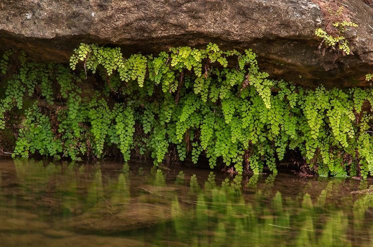 adiantum pianta