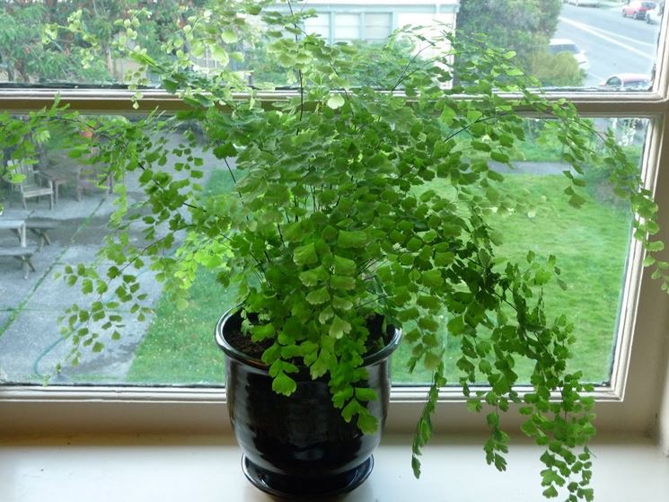 adiantum