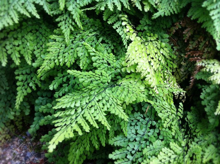 foglie adiantum