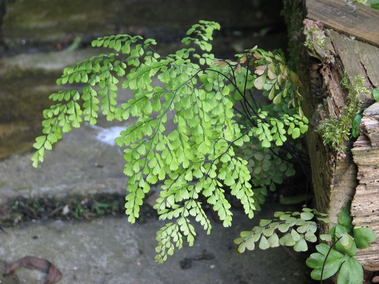 adiantum