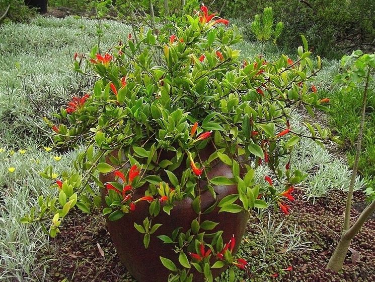 Aeschynanthus speciosus