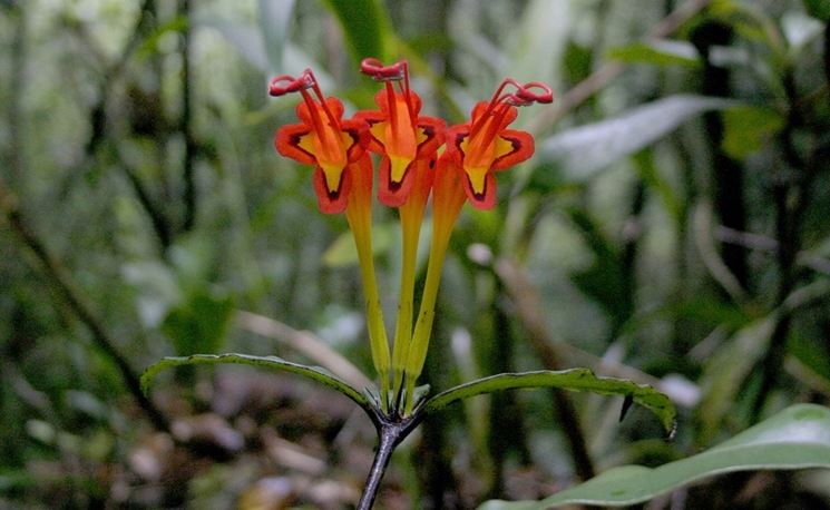 fiore eschinanthus