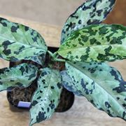 Aglaonema pictum pianta